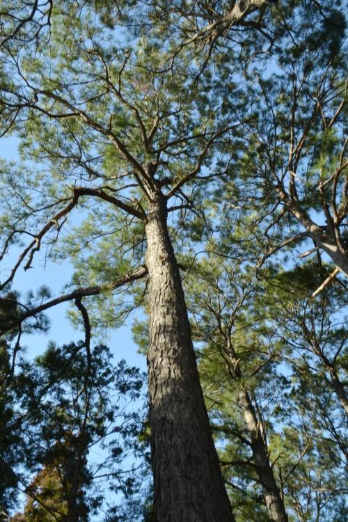 lolobby-pine-native-tree-Pinus-taeda