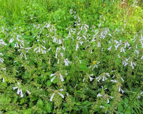 lyreleaf-sage-Salvia-lyrata-native-plant