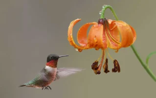 michigan-lily-with-hummingbird-native-plant-garden