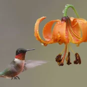 michigan-lily-with-hummingbird-native-plant-garden