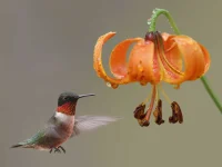 michigan-lily-with-hummingbird-native-plant-garden