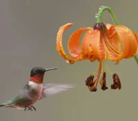michigan-lily-with-hummingbird-native-plant-garden
