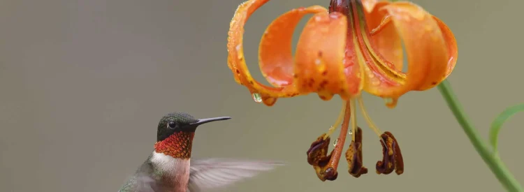 michigan-lily-with-hummingbird-native-plant-garden