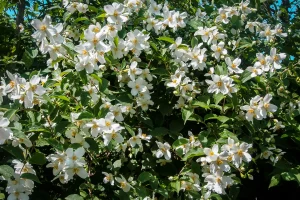 mock-orange-in-bloom-native-small-tree
