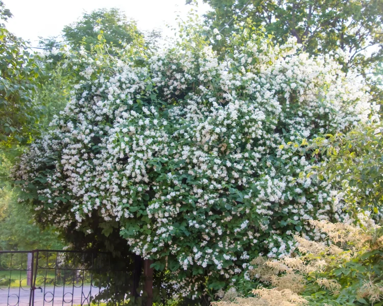 Or plant it alongside a fence and let it become a focal point