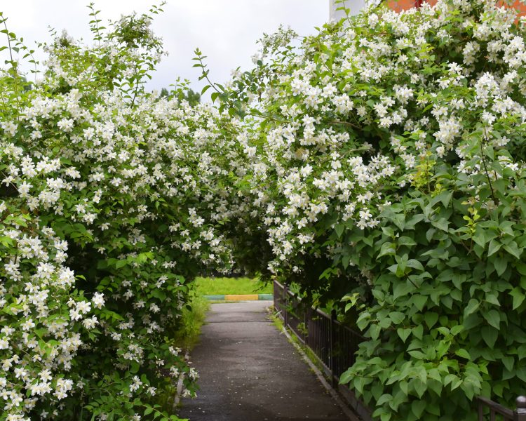 Or let mock orange become a welcoming hedge