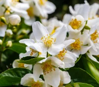 mock-orange-native-shrub-in-bloom