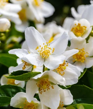 mock-orange-native-shrub-in-bloom mock-orange-native-shrub-in-bloom
