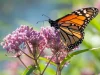 monarch-butterfly-on-a-common-milkweed-plant