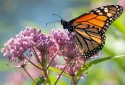 monarch-butterfly-on-a-common-milkweed-plant