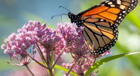 monarch-butterfly-on-a-common-milkweed-plant