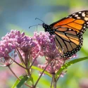 monarch-butterfly-on-a-common-milkweed-plant