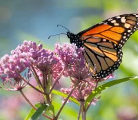 monarch-butterfly-on-a-common-milkweed-plant