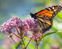 monarch-butterfly-on-a-common-milkweed-plant