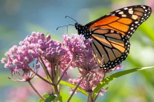 monarch-butterfly-on-a-common-milkweed-plant
