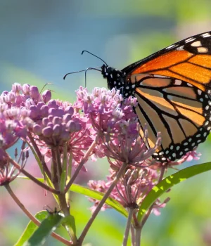 monarch-butterfly-on-a-common-milkweed-plant