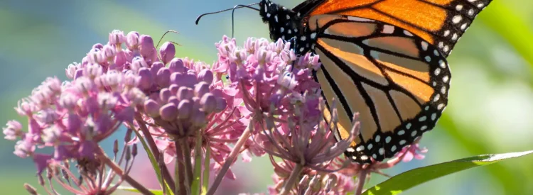 monarch-butterfly-on-a-common-milkweed-plant