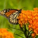 monarch-on-butterfly-weed-the-plant-native