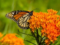 monarch-on-butterfly-weed-the-plant-native