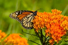 monarch-on-butterfly-weed-the-plant-native
