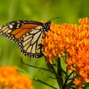 monarch-on-butterfly-weed-the-plant-native