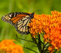 monarch-on-butterfly-weed-the-plant-native