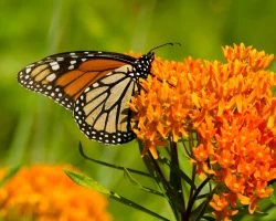 monarch-on-butterfly-weed-the-plant-native