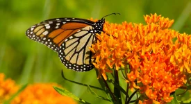 monarch-on-butterfly-weed-the-plant-native