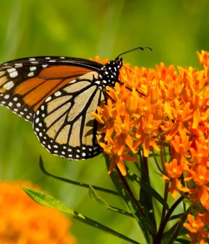 monarch-on-butterfly-weed-the-plant-native monarch-on-butterfly-weed-the-plant-native