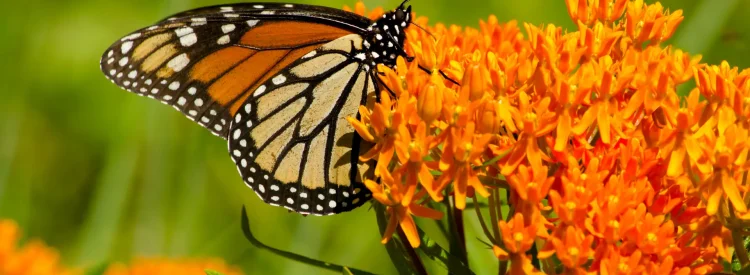 monarch-on-butterfly-weed-the-plant-native