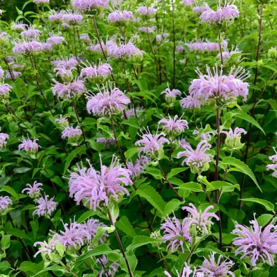 Photograph of a patch of prairie bee balm in bloom.
