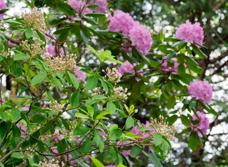 A great native combo: Mountain Laurel (foreground) with native Rosebay Rhododendron in back