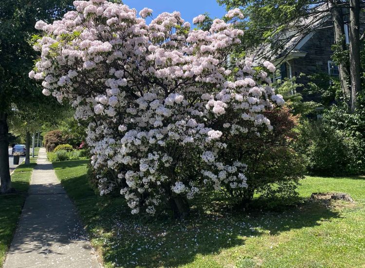 A large Mountain Laurel in full bloom in a front yard
