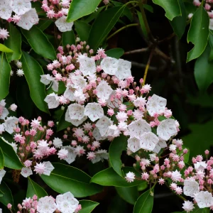 mountain-laurel-in-bloom-native-shrub