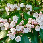 mountain-laurel-native-shrub-flower