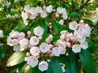 mountain-laurel-native-shrub-flower