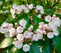 mountain-laurel-native-shrub-flower