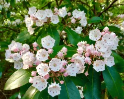 mountain-laurel-native-shrub-flower