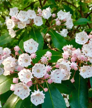 mountain-laurel-native-shrub-flower mountain-laurel-native-shrub-flower