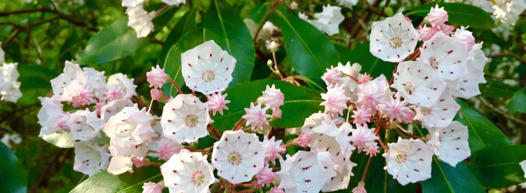 mountain-laurel-native-shrub-flower