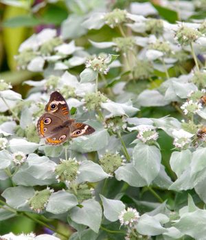 mountain-mint-native-pollinator-garden-host-plant #image_title