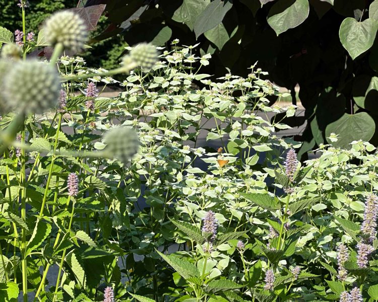 Rattlesnake master, mountain mint, and a redbud are pollinator heaven