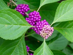 native-american-beautyberry-how-to-tell-from-nonnative