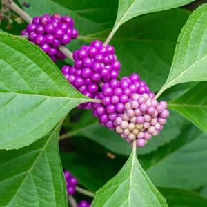 native-american-beautyberry-how-to-tell-from-nonnative