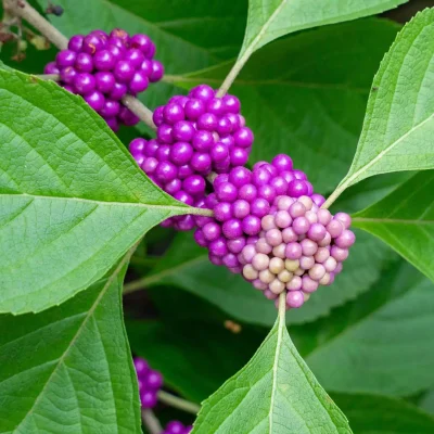 native-american-beautyberry-how-to-tell-from-nonnative native-american-beautyberry-how-to-tell-from-nonnative