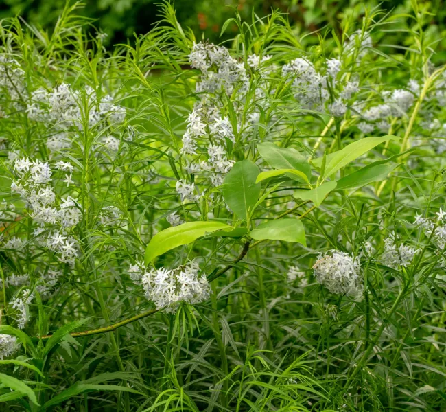 Native amsonia alongside a sweetbay magnolia is pollinator heaven