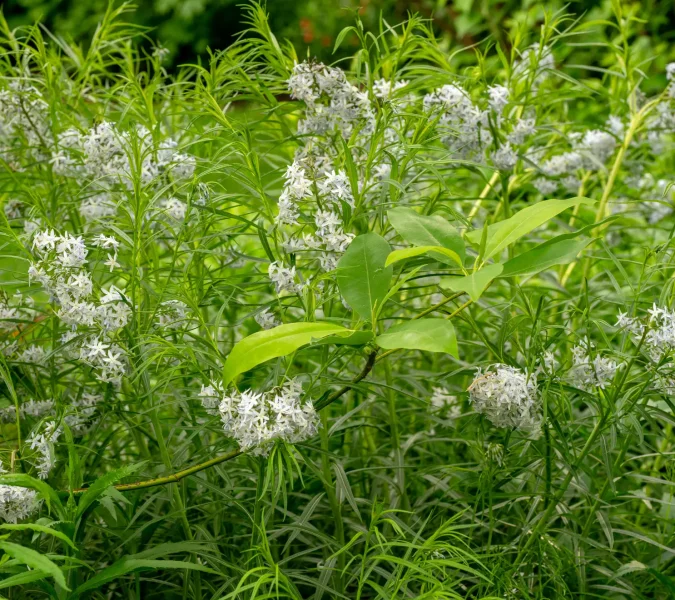 Native amsonia alongside a sweetbay magnolia is pollinator heaven
