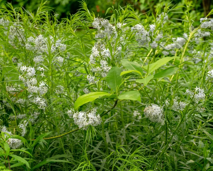 Native amsonia alongside a sweetbay magnolia is pollinator heaven