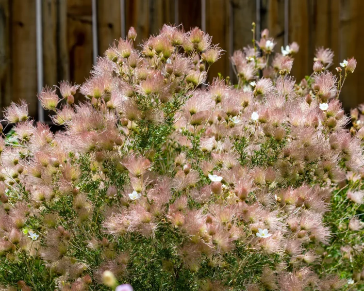 Grow Apache plumes against contrast—like this fence—to help the plumes shine