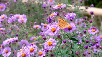 native-aster-flowers-with-a-butterfly-garden